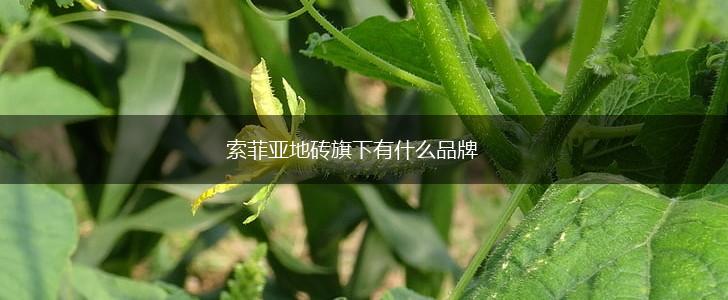 索菲亚地砖旗下有什么品牌,第1张