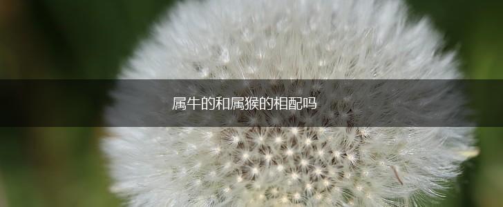 属牛的和属猴的相配吗,第1张