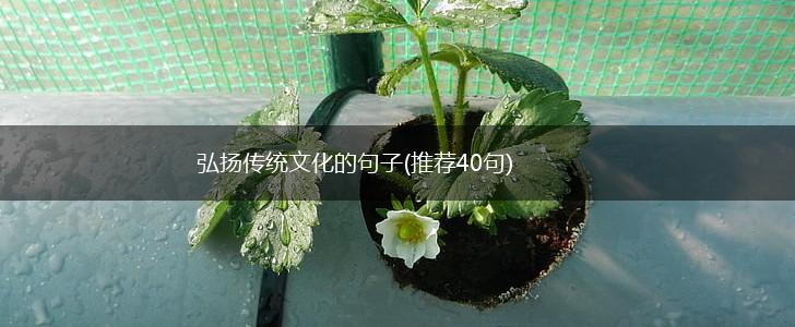弘扬传统文化的句子(推荐40句),第1张