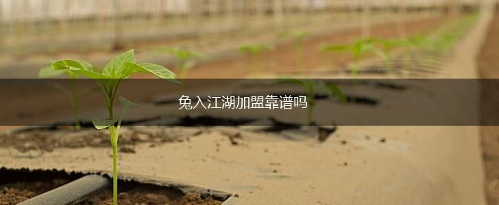 兔入江湖加盟靠谱吗,第1张