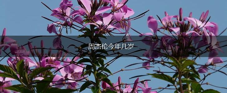 周杰伦今年几岁,第1张