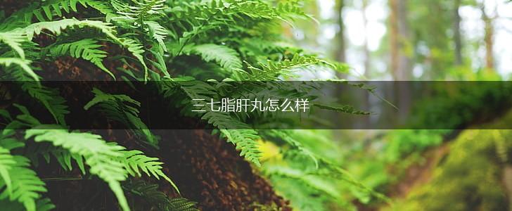 三七脂肝丸怎么样,第1张