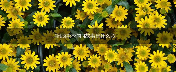 新郎讲述你的故事是什么歌,第1张