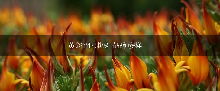 黄金蜜4号桃树苗品种多样,第1张