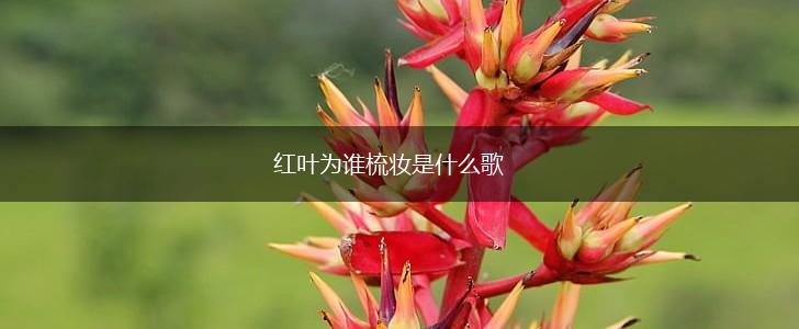 红叶为谁梳妆是什么歌,第1张
