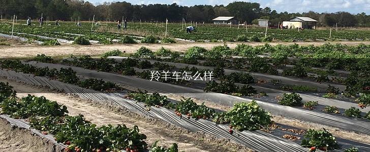 羚羊车怎么样,第1张