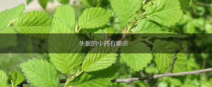 失眠的中药有哪些,第1张