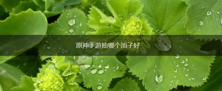 原神手游抽哪个池子好,第1张
