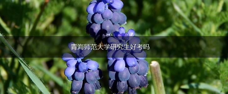 青海师范大学研究生好考吗,第1张