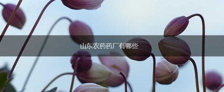 山东农药药厂有哪些,第1张