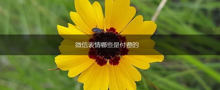 微信表情哪些是付费的,第1张
