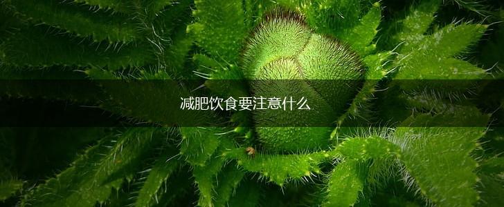 减肥饮食要注意什么,第1张