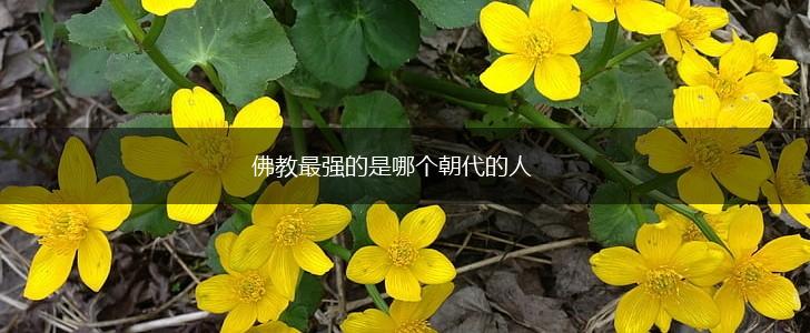 佛教最强的是哪个朝代的人,第1张