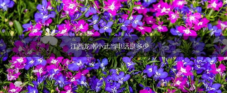 江西龙南小武当电话是多少,第1张