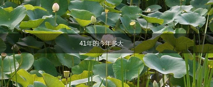 41年的今年多大,第1张
