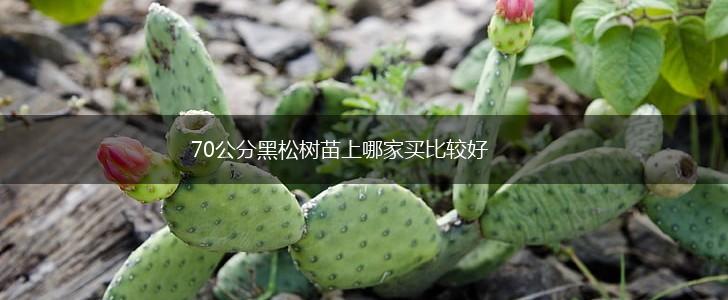 70公分黑松树苗上哪家买比较好,第1张