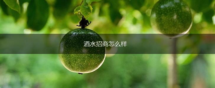 酒水招商怎么样,第1张