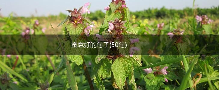 寓意好的句子(50句),第1张
