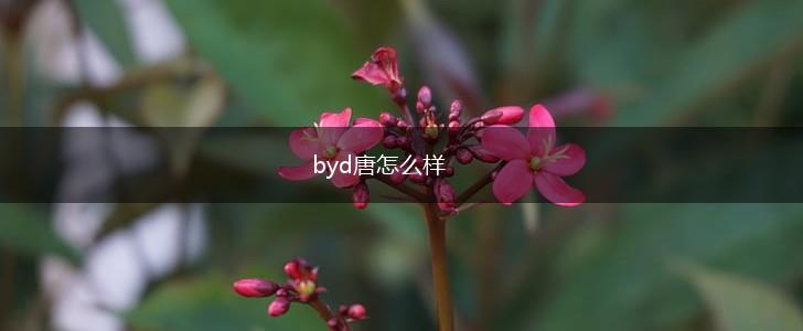 byd唐怎么样,第1张