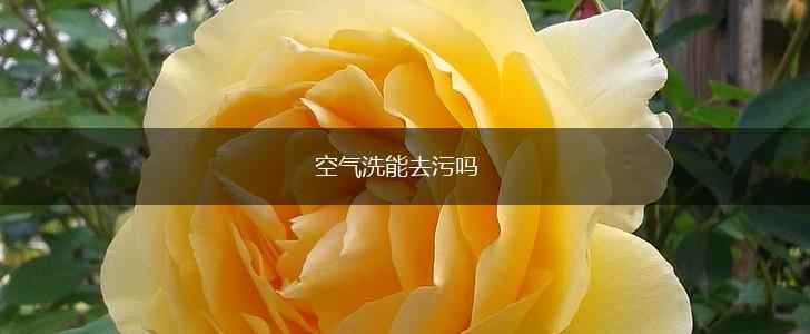 空气洗能去污吗,第1张