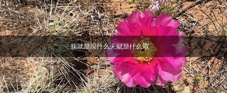 我就是没什么天赋是什么歌,第1张