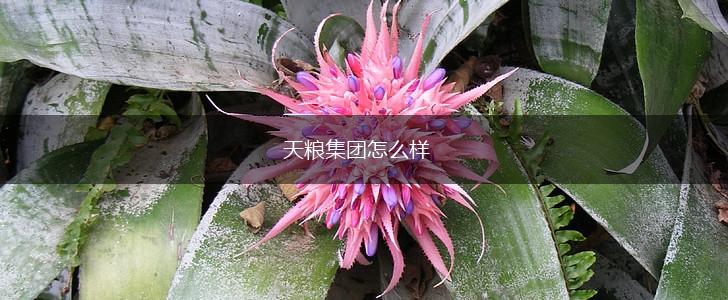 天粮集团怎么样,第1张