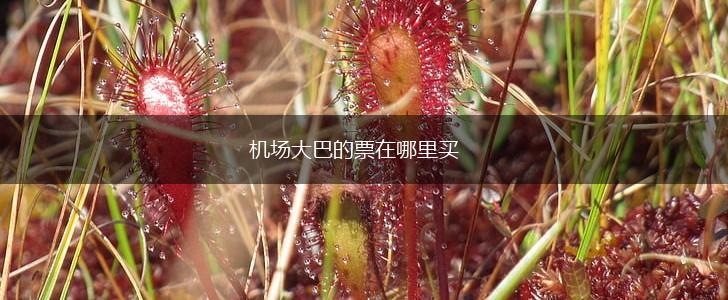 机场大巴的票在哪里买,第1张
