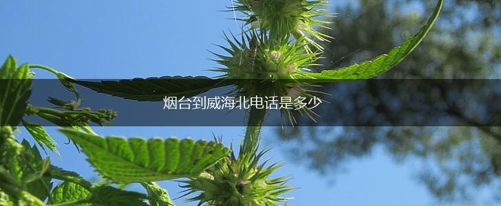 烟台到威海北电话是多少,第1张
