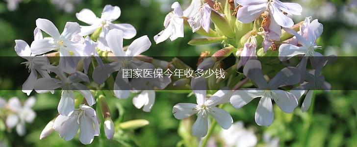 国家医保今年收多少钱,第1张