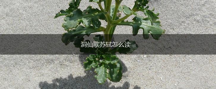 洞仙歌苏轼怎么读,第1张