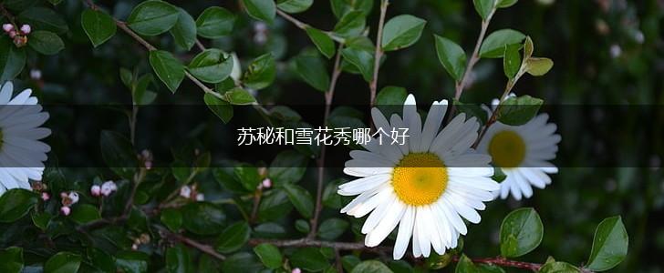 苏秘和雪花秀哪个好,第1张