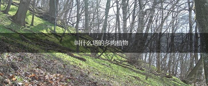 叫什么塔的多肉植物,第1张