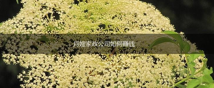 月嫂家政公司如何赚钱,第1张