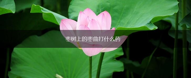 枣树上的枣曲打什么药,第1张