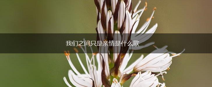 我们之间只是亲情是什么歌,第1张