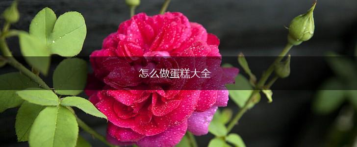 怎么做蛋糕大全,第1张