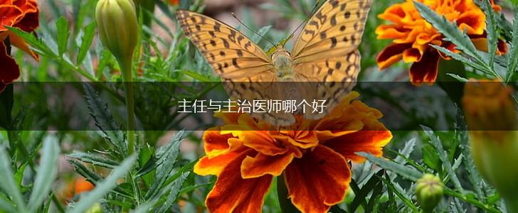主任与主治医师哪个好,第1张