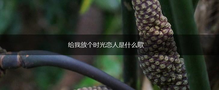 给我放个时光恋人是什么歌,第1张