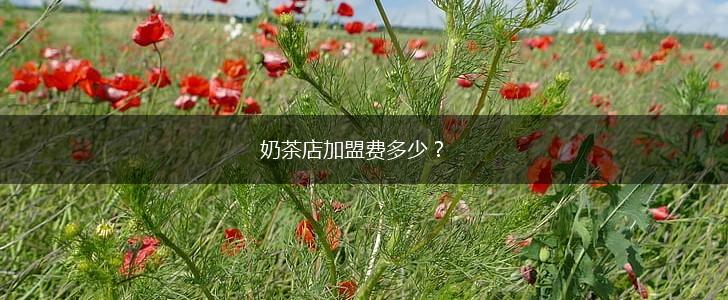 奶茶店加盟费多少？,第1张