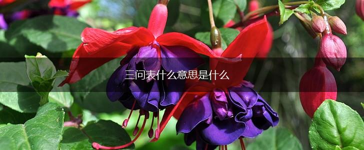 三问表什么意思是什么,第1张