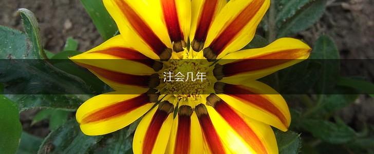 注会几年,第1张