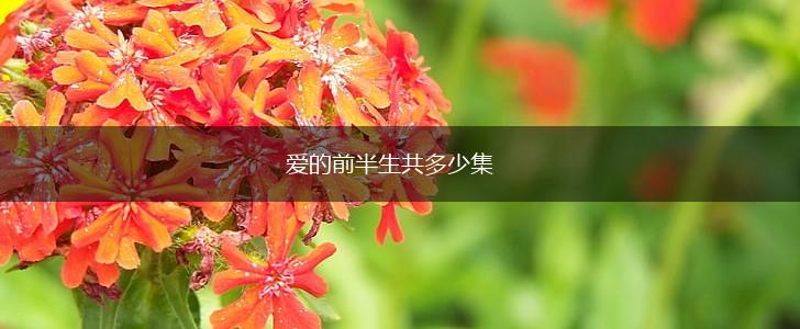 爱的前半生共多少集,第1张