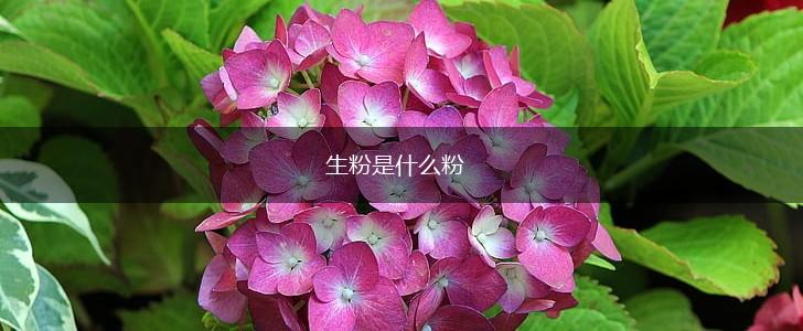 生粉是什么粉,第1张
