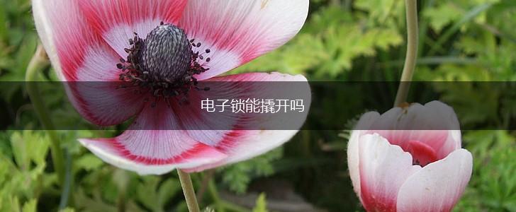 电子锁能撬开吗,第1张