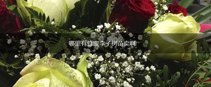 哪里有蜂蜜李子树苗卖啊,第1张