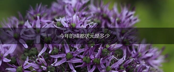 今年的成都状元是多少,第1张