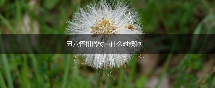 丑八怪柑橘树苗什么时候种,第1张