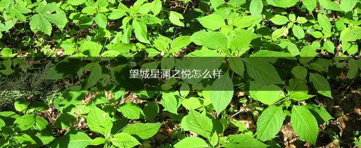 望城星澜之悦怎么样,第1张