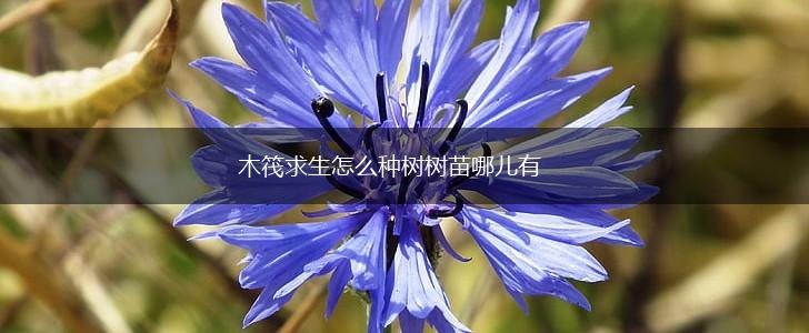 木筏求生怎么种树树苗哪儿有,第1张