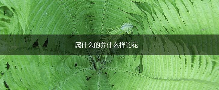 属什么的养什么样的花,第1张